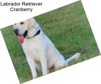 Labrador Retriever Cranberry