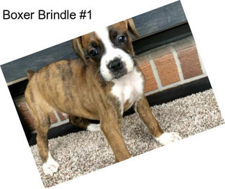 Boxer Brindle #1