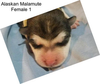 Alaskan Malamute Female 1