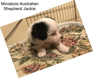 Miniature Australian Shepherd Jackie