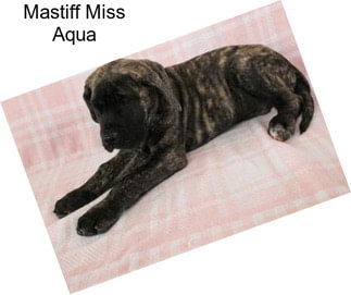 Mastiff Miss Aqua