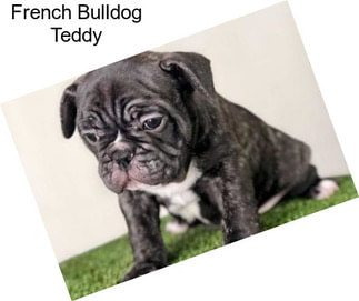 French Bulldog Teddy