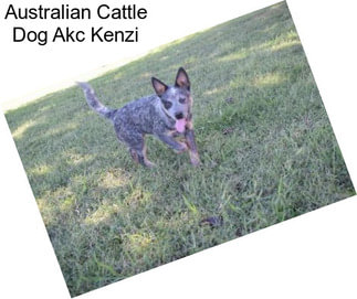 Australian Cattle Dog Akc Kenzi