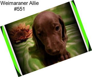 Weimaraner Allie #551