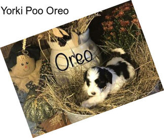 Yorki Poo Oreo