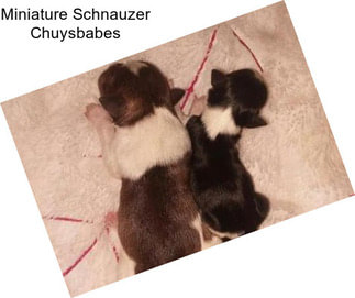 Miniature Schnauzer Chuysbabes