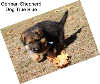 German Shepherd Dog True Blue