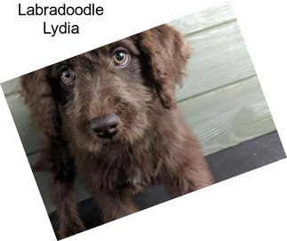 Labradoodle Lydia