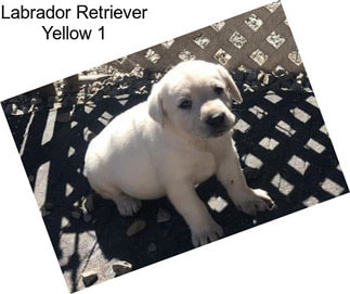 Labrador Retriever Yellow 1