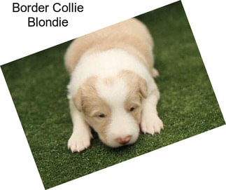 Border Collie Blondie