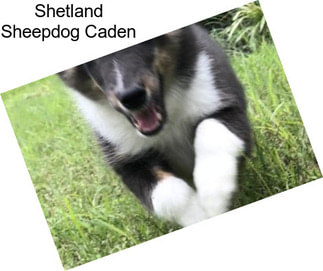 Shetland Sheepdog Caden