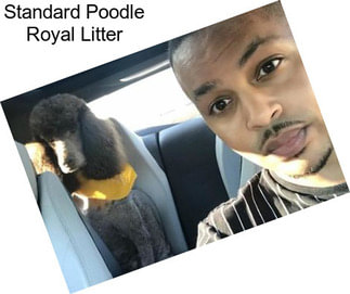 Standard Poodle Royal Litter