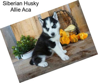 Siberian Husky Allie Aca