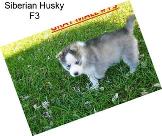 Siberian Husky F3