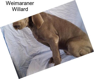 Weimaraner Willard