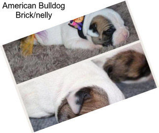 American Bulldog Brick/nelly