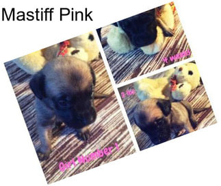 Mastiff Pink