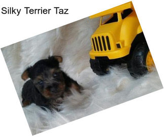 Silky Terrier Taz