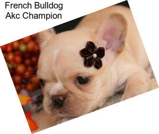 French Bulldog Akc Champion