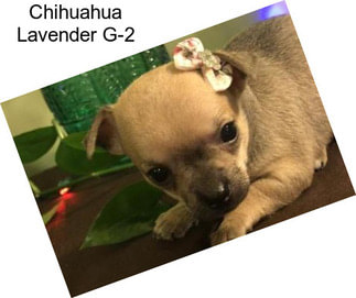 Chihuahua Lavender G-2