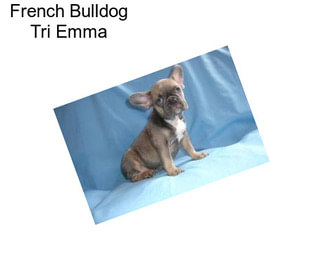 French Bulldog Tri Emma