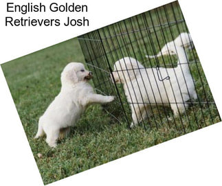 English Golden Retrievers Josh