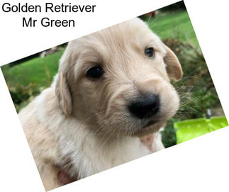 Golden Retriever Mr Green