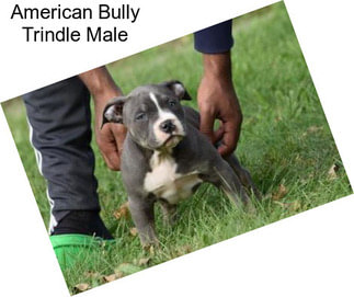 American Bully Trindle Male