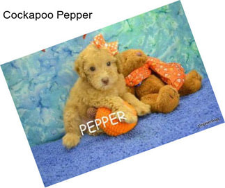 Cockapoo Pepper