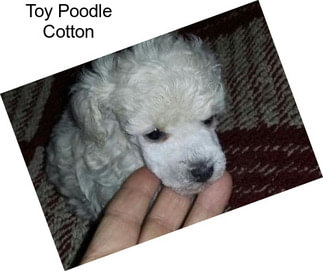 Toy Poodle Cotton