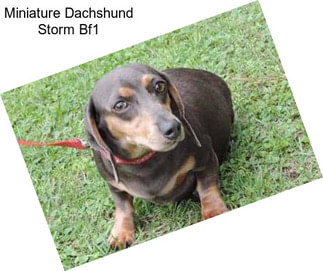 Miniature Dachshund Storm Bf1