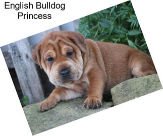 English Bulldog Princess