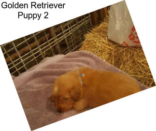 Golden Retriever Puppy 2