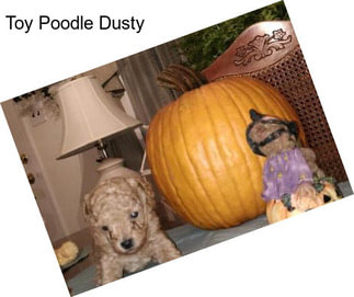 Toy Poodle Dusty
