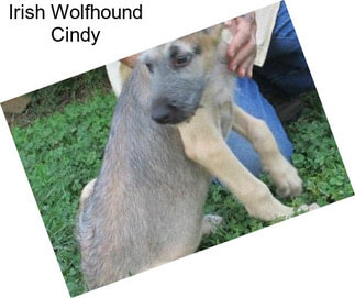 Irish Wolfhound Cindy