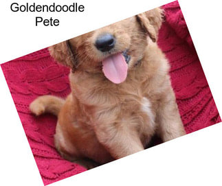 Goldendoodle Pete