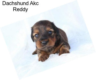 Dachshund Akc Reddy