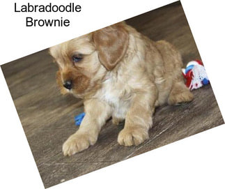 Labradoodle Brownie