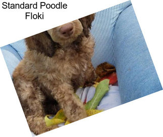 Standard Poodle Floki