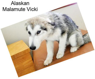 Alaskan Malamute Vicki