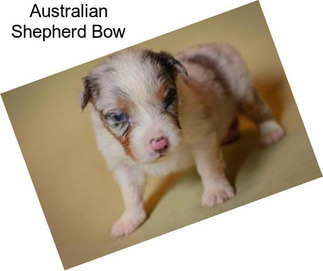 Australian Shepherd Bow