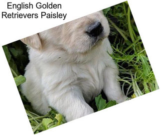 English Golden Retrievers Paisley
