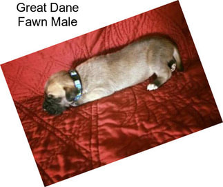 Great Dane Fawn Male