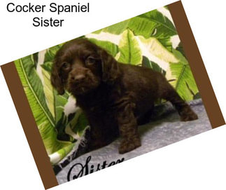 Cocker Spaniel Sister