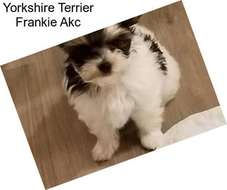 Yorkshire Terrier Frankie Akc