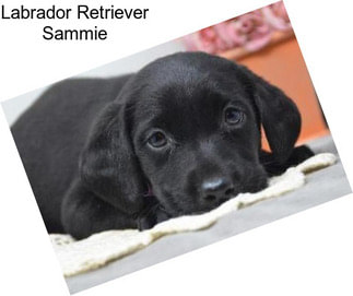 Labrador Retriever Sammie