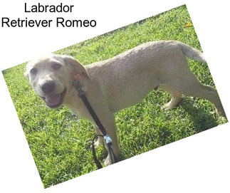 Labrador Retriever Romeo