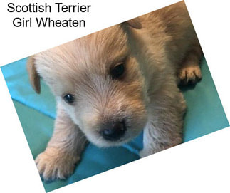 Scottish Terrier Girl Wheaten