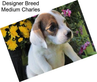 Designer Breed Medium Charles