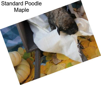 Standard Poodle Maple